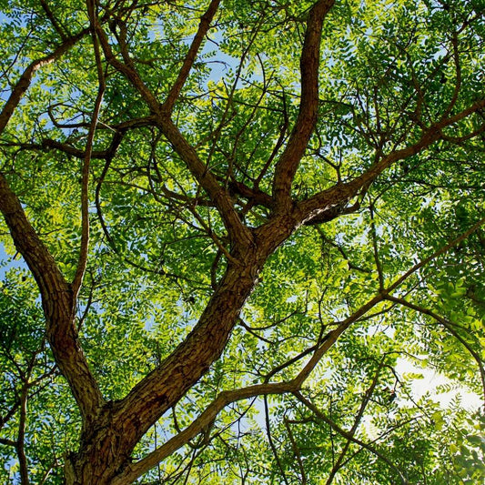 ローズウッド精油 10ml