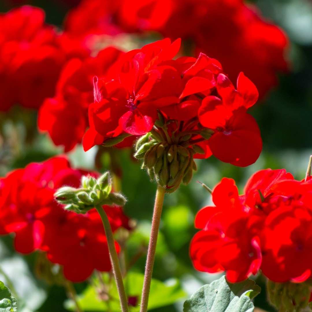 ゼラニウム精油 10ml